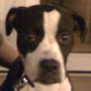 Meet your Posher, Josette